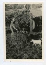 Men Loading Silage / Hay on