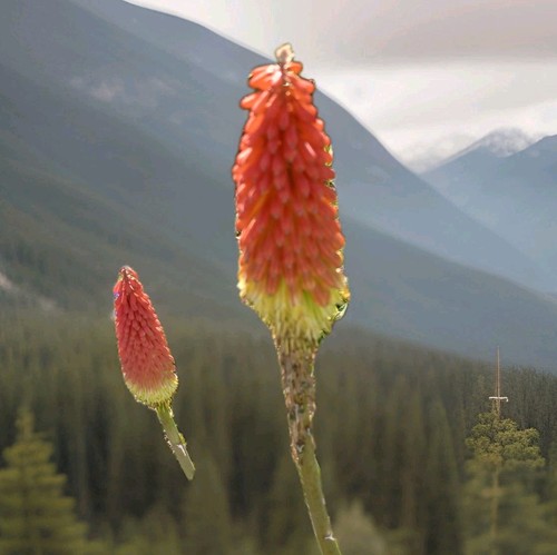Kniphofia red hot poker - red,