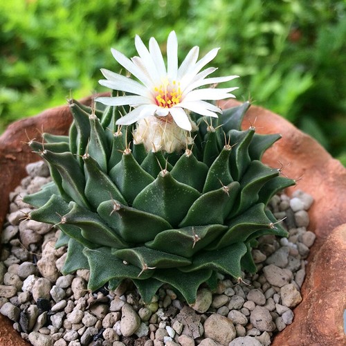 4cm succulent cactus - cactus, plant