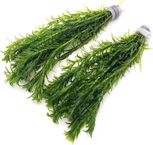 Elodea densa stems - 20,