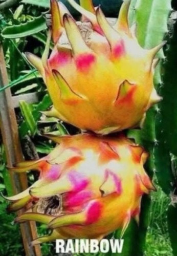 Rainbow dragon fruit - rainbow,