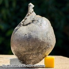 Sycostoma bulbus fossil gastropod - barton formation, eocene, barton-on-sea
