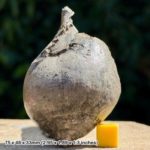Sycostoma bulbus fossil