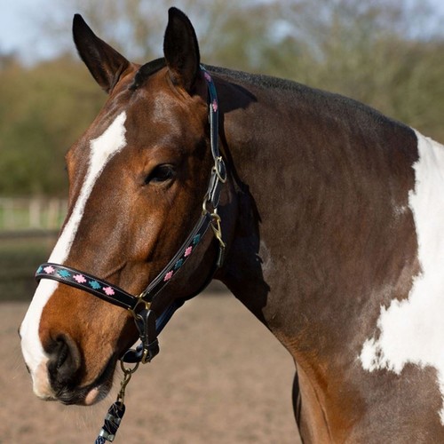 Gallop equestrian - gallop,