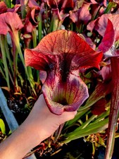 Sarracenia x Asbo Giant (carnivorous pitcher plant)
