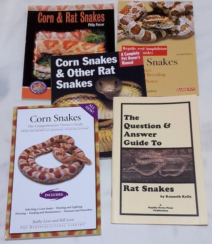 Corn snakes rat - corn,