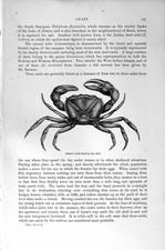 Original Old Antique Print