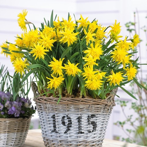 Narcissus rip van - narcissus,
