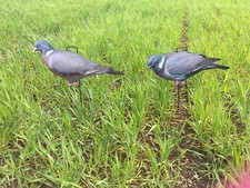 pigeon silhouette decoys (box of 12 +stakes) pigeon shooting, pigeon decoys, 