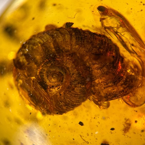 Snail burmese burmite - burmese,