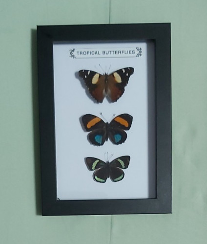 Taxidermy real framed tropical - real,