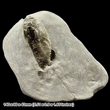 VERY RARE 3D Fossil Squid