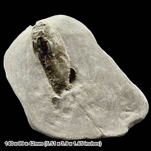 Very rare fossil squid - very,