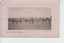 View of horses being judged at