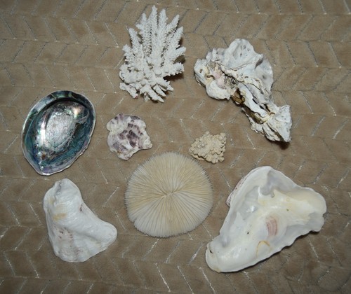 Vintage real natural mushroom - vintage,