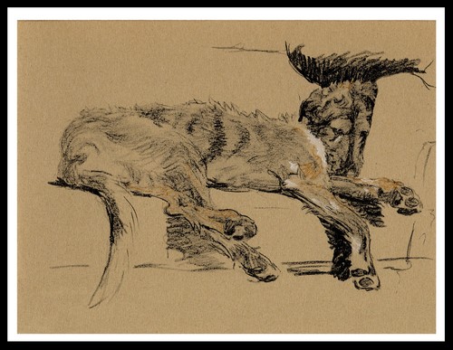Irish wolfhound sleeping - wolfhound,