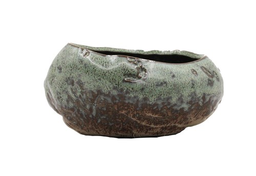 Premium shallow succulent - premium,