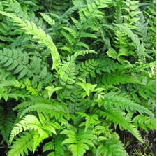 Polystichum tsus-simense