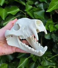 Tasmanian Devil Skull –