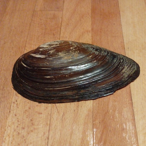 Large freshwater mussel shells