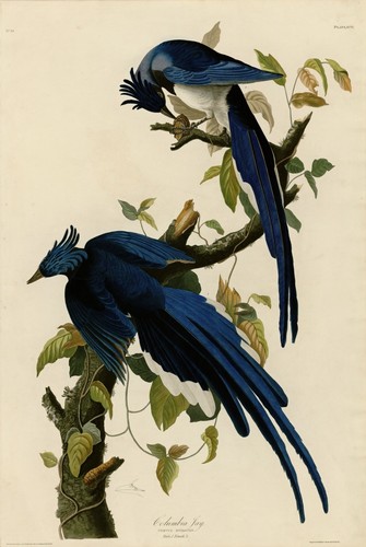 Columbia jay john - jay,, audubon