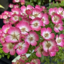 Rose (alpnia) Cutie Pie in 9cm Pot - Pink Summer Autumn Ground Cover Rose