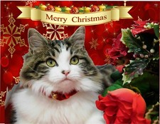 Cute cat/kitten Christmas