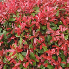 5 X PHOTINIA RED ROBIN BUSHY