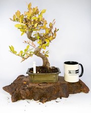 Chinese Elm Bonsai – Elegant