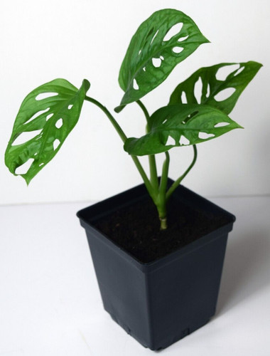 Monstera adansonii swiss - monstera, (