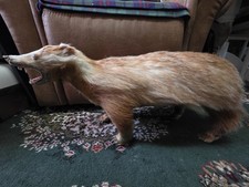 Antique taxidermy erythristic - antique,