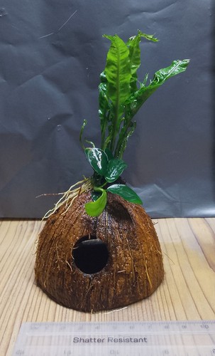 Anubias nana petite java - java, fern