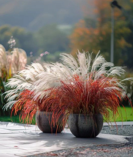 White red young plant - red,
