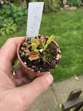 Venus Fly Trap, Dionaea