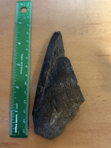 Large fossil shark - large,