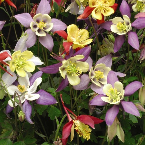 Aquilegia mrs scott - aquilegia, elliot
