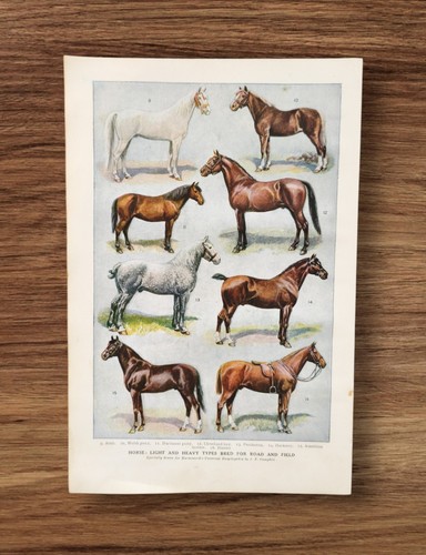Antique 1920s agriculture - antique,