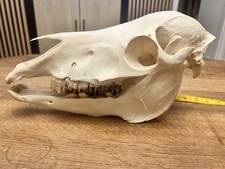 Real Pony Horse Skull (Equus
