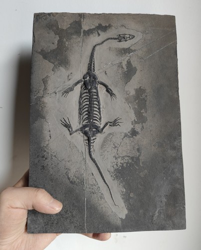 Keichousaurus skeleton fossil - keichousaurus,
