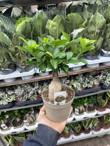 Decorative indoor bonsai - indoor,