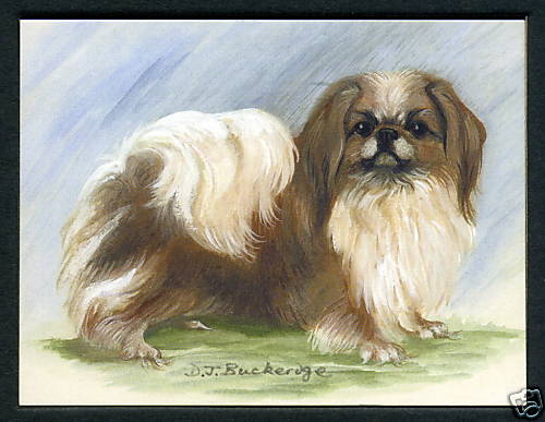 Pekingese dog breeds - pekingese,