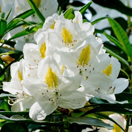 Rhododendron madame masson - rhododendron,