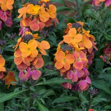 Erysimum Sunset Wallflower