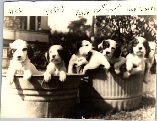 1940s english setter - english, puppies