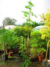 LARGE 9ft-10ft inc. pot  False Acacia Black Locust Tree  Robinia pseudoacacia