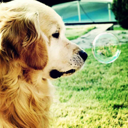 Dog animal diamond painting - dog, 5d