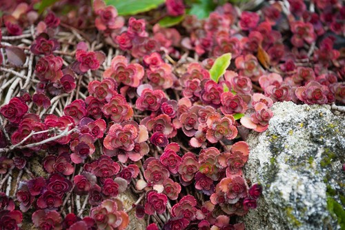 Sedum spurium coccineum - sedum,