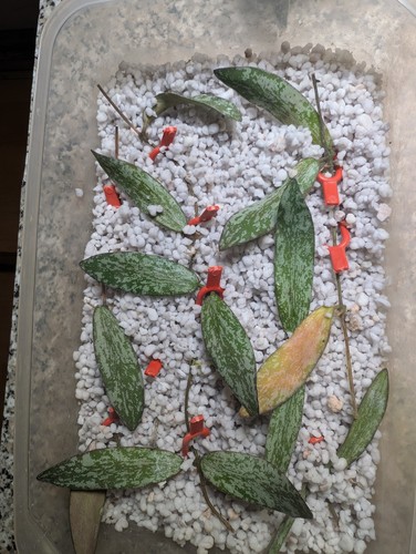 Hoya sigillatis splash - hoya,