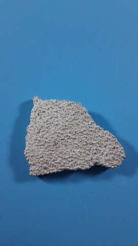 Argentinosaurus egg shell - argentinosaurus,