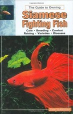 Siamese fighting fish - fighting,